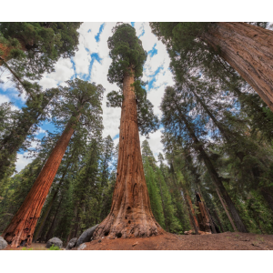 Sekvojovec mamutí (Sequoiadendron giganteum) - výška 175-200 cm, kont. C70L